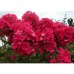 Флокс Phlox Маргарита